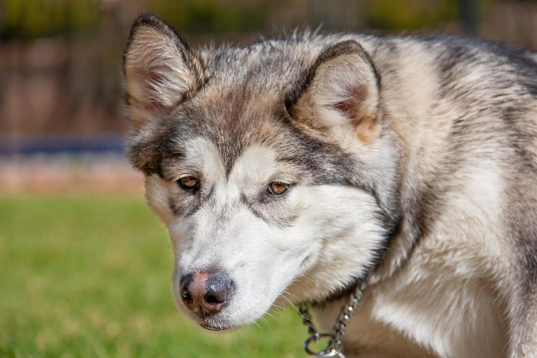 Gevaarlijke honden