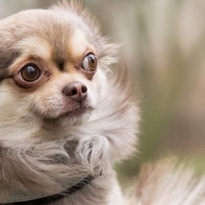 Chihuahua hondje