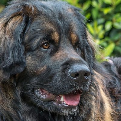 Leonberger